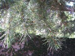deodarcedar1_smallleaves.jpg