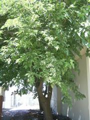 fruitless_mulberry2_wholetree.jpg