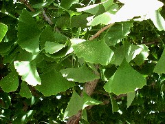ginkgo2_leaves_resize.jpg