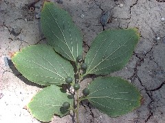 hackberry1_leaveberrysmall.jpg
