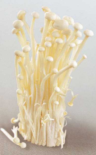 hackberry1_mushroom.jpg