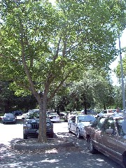 hackberry_fulltree_small.jpg