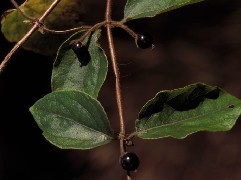 honeysuckle1_berries_small.jpg