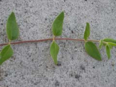 honeysuckle1_leaves_small.jpg