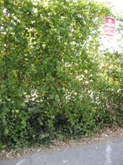 honeysuckle1_whole_plant_small.jpg