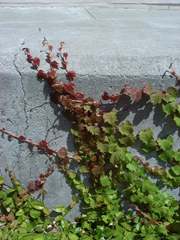 ivy1_plantsmall.JPG