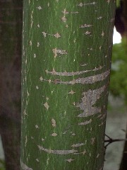 japanesemaple1_barksmall.JPG japanesemaple1_barksmall.JPG