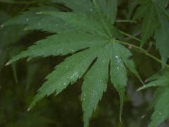 japanesemaple1_leafsmall.JPG japanesemaple1_leafsmall.JPG