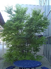 japanesemaple1_wholetreesmall.JPG japanesemaple1_wholetreesmall.JPG