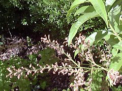 lemon_verbena2_flower_small.jpg