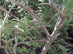 lemon_verbena2_stem_small.jpg