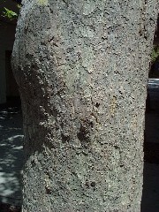 lon_plane1_bark_thumb.JPG lon_plane1_bark_thumb.JPG
