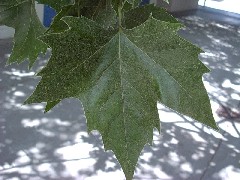 lon_plane1_leaf_thumb.JPG lon_plane1_leaf_thumb.JPG