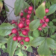 nandina1_berrysmall.jpg nandina1_berrysmall.jpg