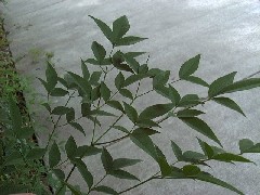 nandina1_leavessmall.jpg nandina1_leavessmall.jpg