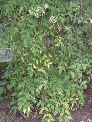 nandina1_plantsmall.jpg nandina1_plantsmall.jpg