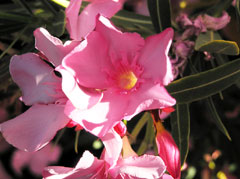 oleander1_flowerpicturesmall.jpg oleander1_flowerpicturesmall.jpg