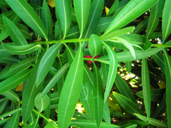 oleander1_leafpicturesmall.jpg oleander1_leafpicturesmall.jpg