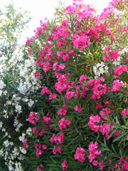 oleander1_wholeplantpicturesmall.jpg oleander1_wholeplantpicturesmall.jpg