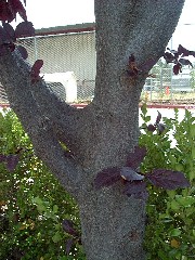 purpleplumsmallbark.JPG purpleplumsmallbark.JPG