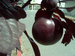 purpleplumsmallfruit.JPG purpleplumsmallfruit.JPG