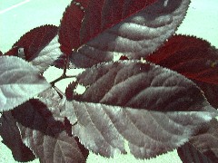 purpleplumsmallleaves.JPG purpleplumsmallleaves.JPG