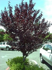 purpleplumsmalltree.JPG purpleplumsmalltree.JPG