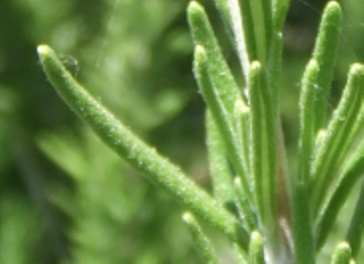 rosemary2_bigleaf.jpg rosemary2_bigleaf.jpg