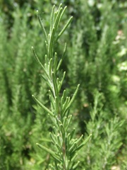 rosemary2_smallstem.jpg rosemary2_smallstem.jpg
