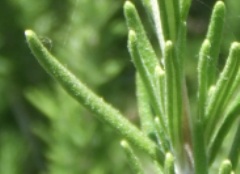 rosemary2smallleaf.jpg rosemary2smallleaf.jpg
