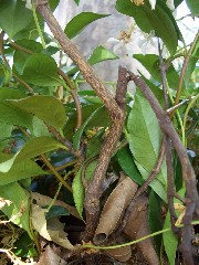 starjasmine2_bark_small.jpg starjasmine2_bark_small.jpg