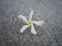 starjasmine2_flower_small.jpg starjasmine2_flower_small.jpg