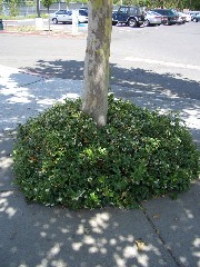 starjasmine2_fullplant_small.jpg starjasmine2_fullplant_small.jpg