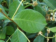 starjasmine2_leaf_small.jpg starjasmine2_leaf_small.jpg