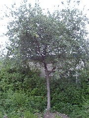 valleyoak1_tree_sm.JPG valleyoak1_tree_sm.JPG